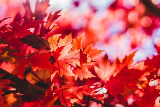 الأحمر لون العاطفة في الخريف Red the color of passion in Autumn, the Fall Photo by <a href="https://unsplash.com/@jeremythomasphoto?utm_content=creditCopyText&utm_medium=referral&utm_source=unsplash">Jeremy Thomas</a> on <a href="https://unsplash.com/photos/closeup-photography-of-red-leaf-plant-Qw2CUd_9OWo?utm_content=creditCopyText&utm_medium=referral&utm_source=unsplash">Unsplash</a> 